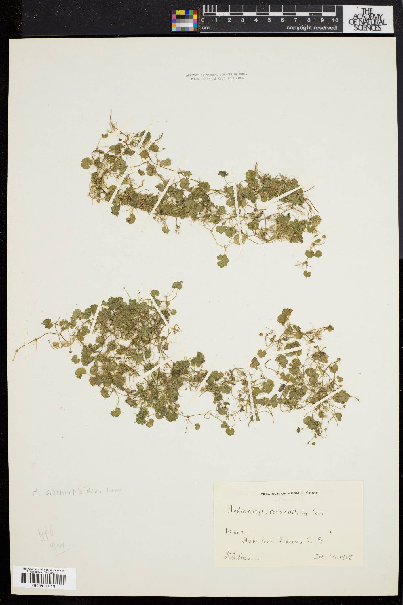 Hydrocotyle sibthorpioides image