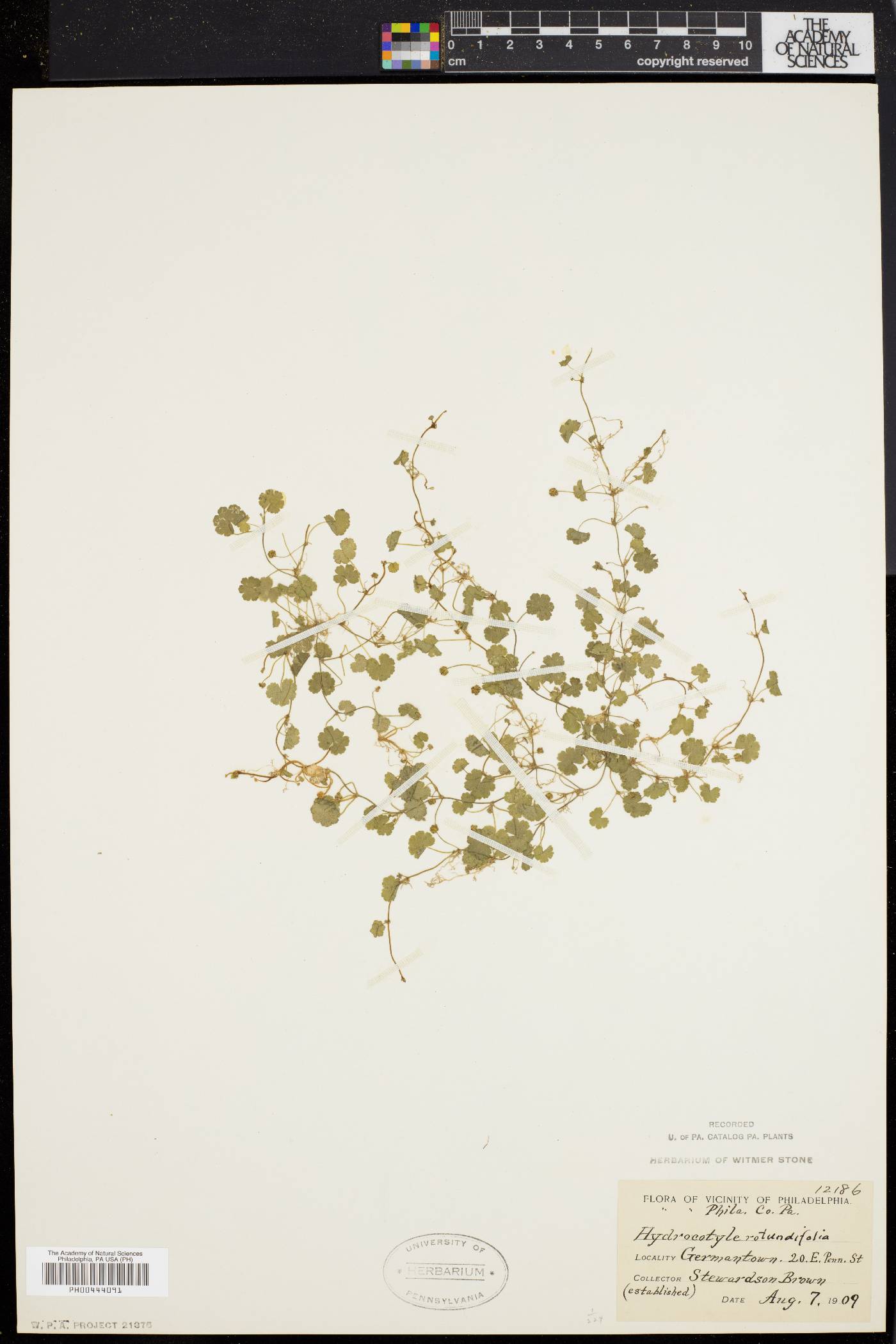 Hydrocotyle sibthorpioides image