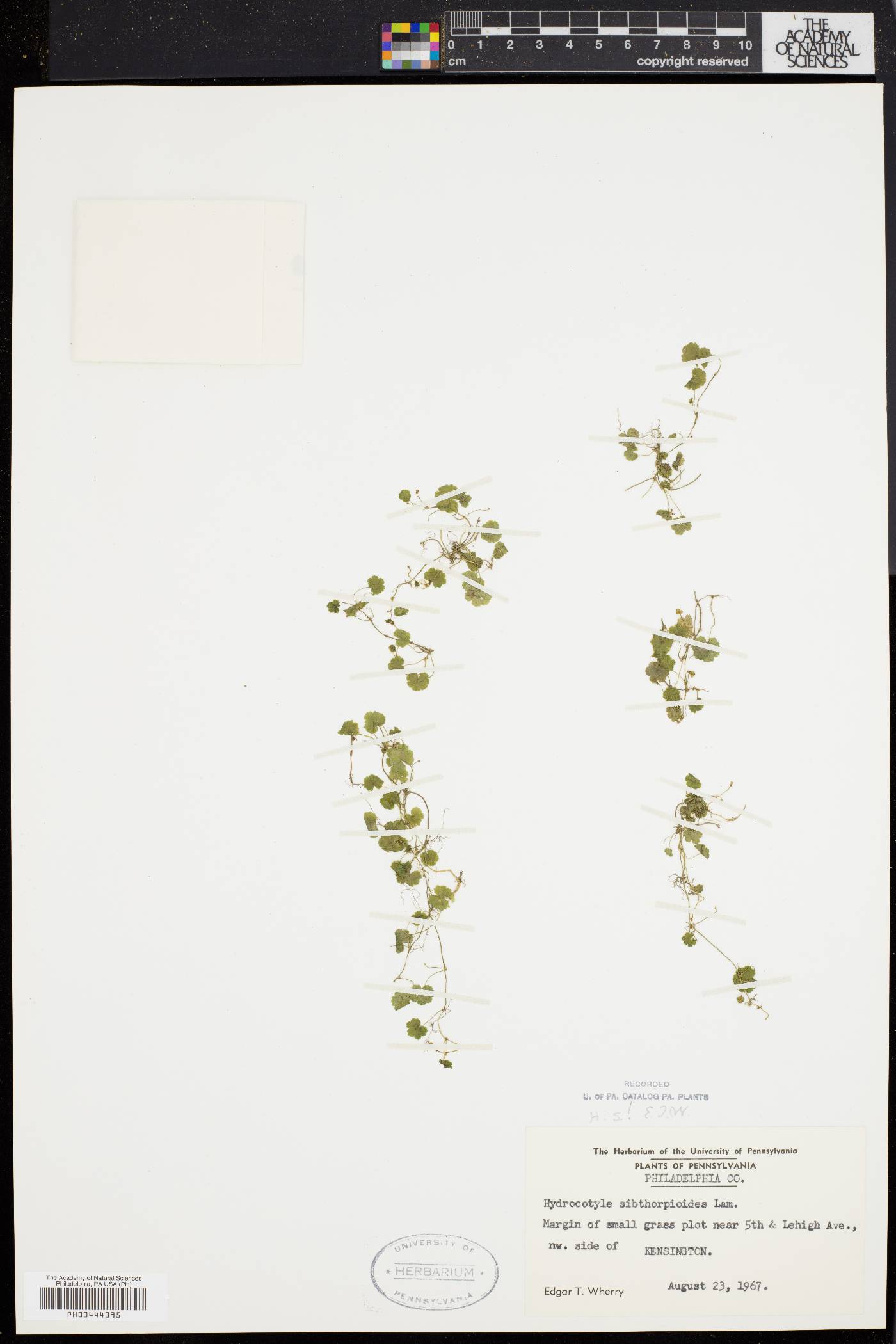 Hydrocotyle sibthorpioides image