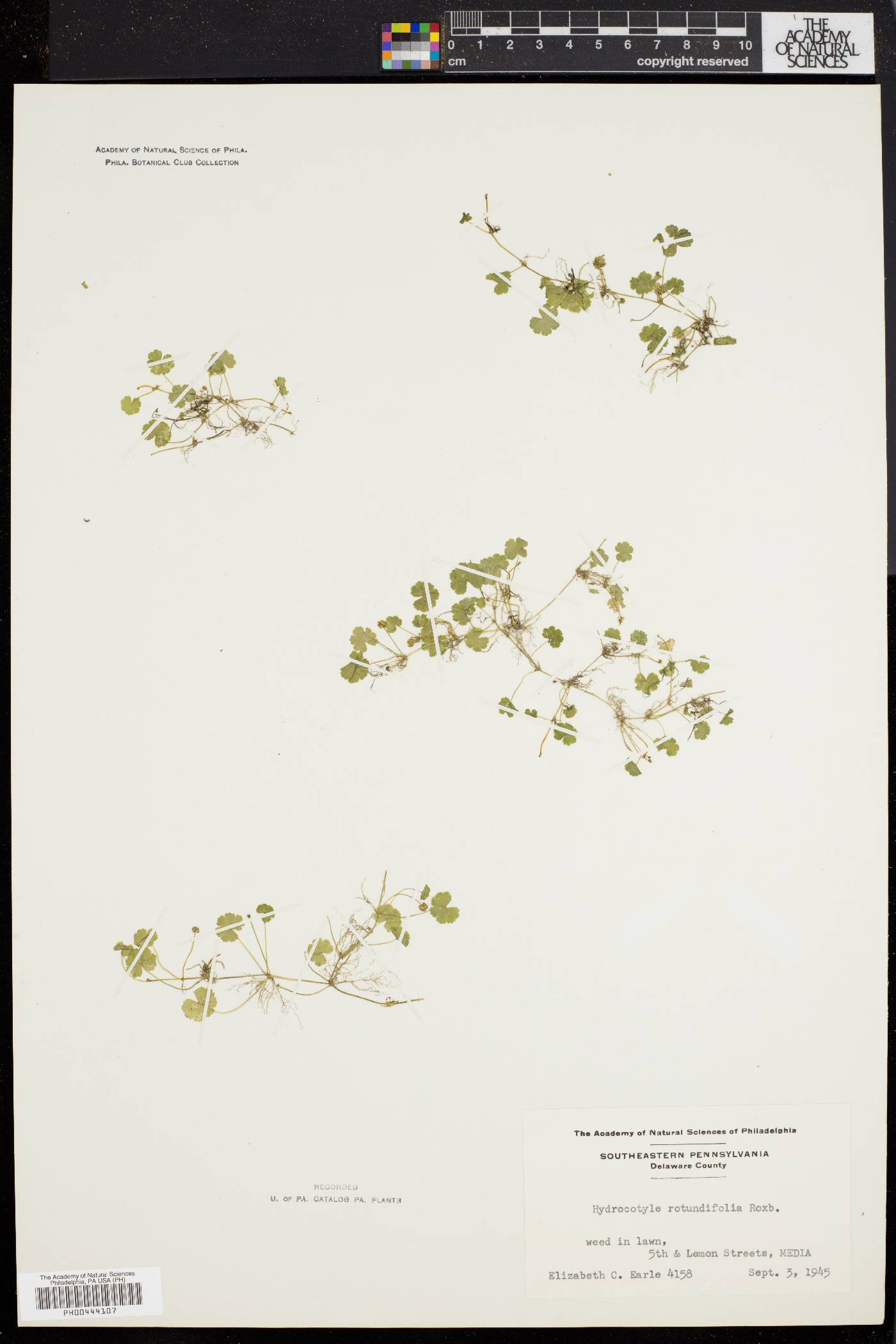 Hydrocotyle sibthorpioides image