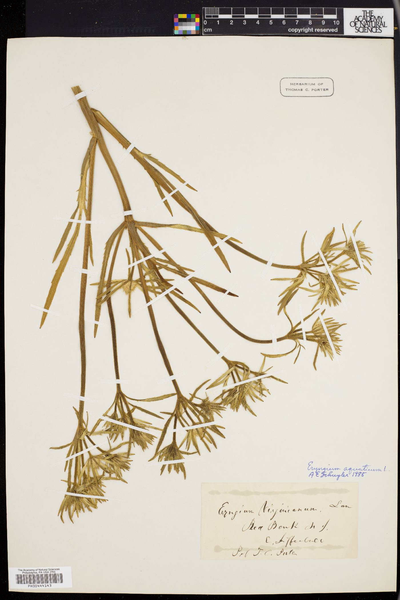 Eryngium aquaticum image