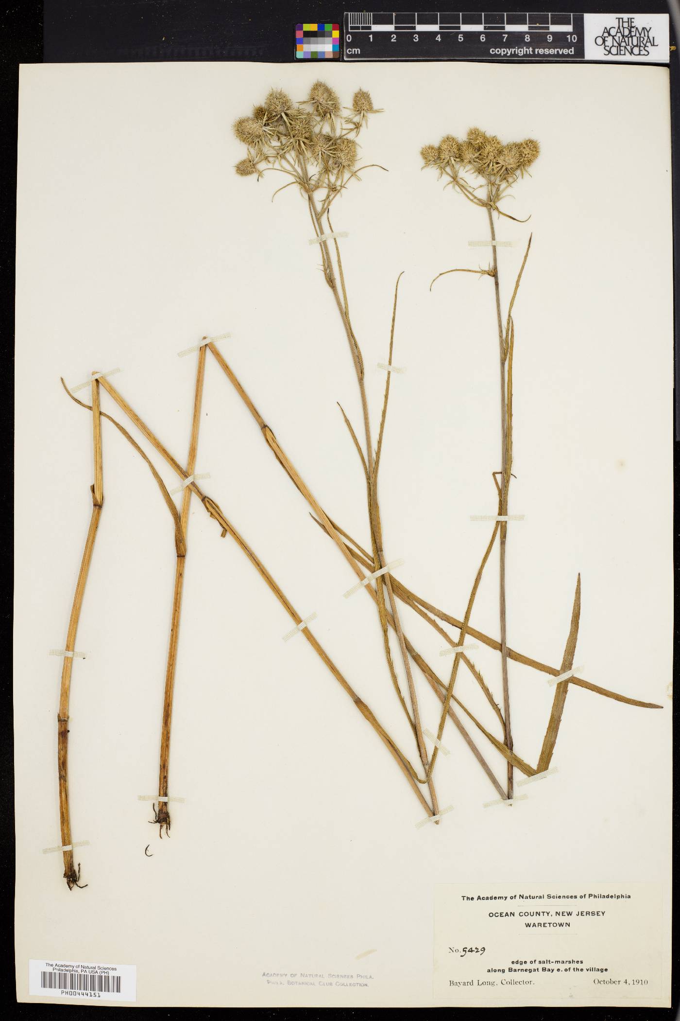 Eryngium aquaticum image
