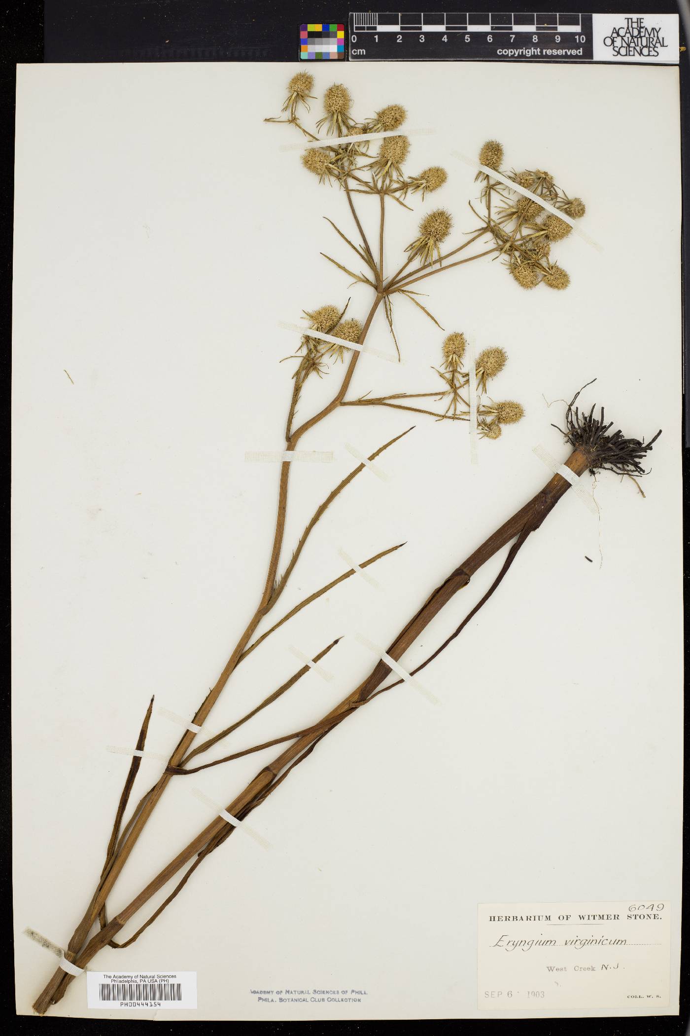 Eryngium aquaticum image