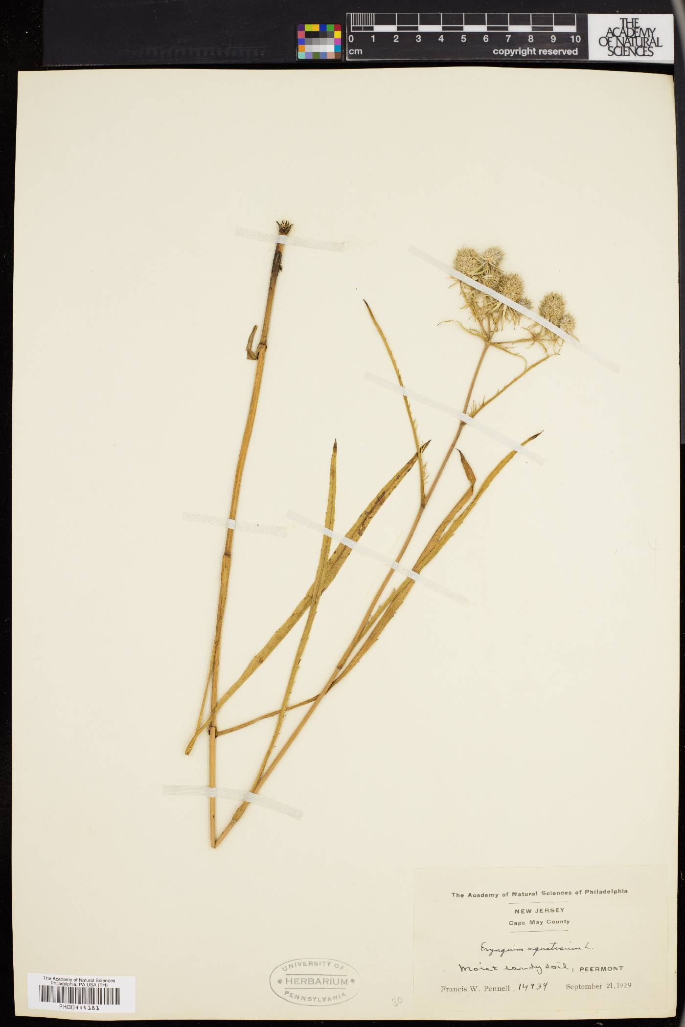 Eryngium aquaticum image