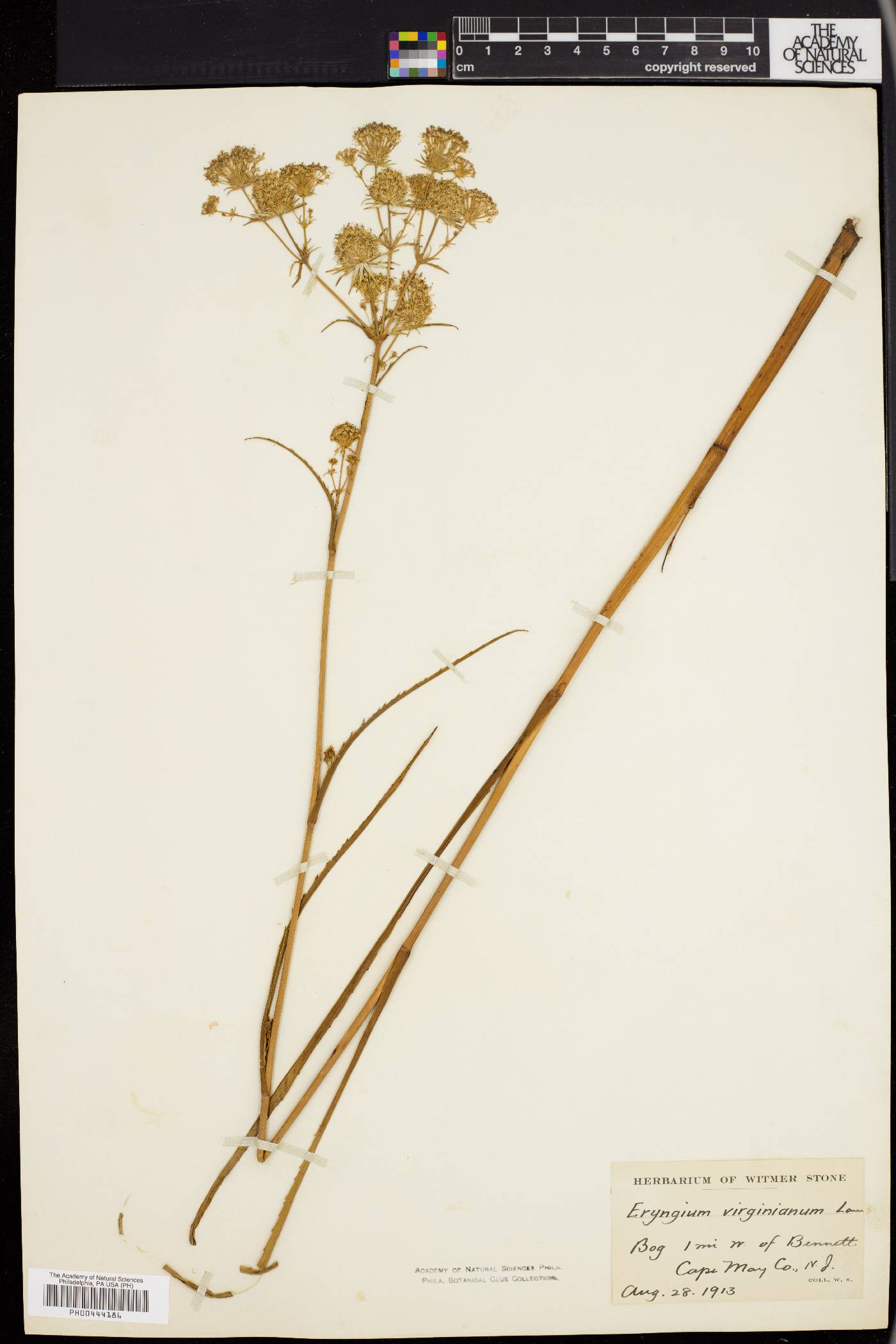 Eryngium aquaticum image