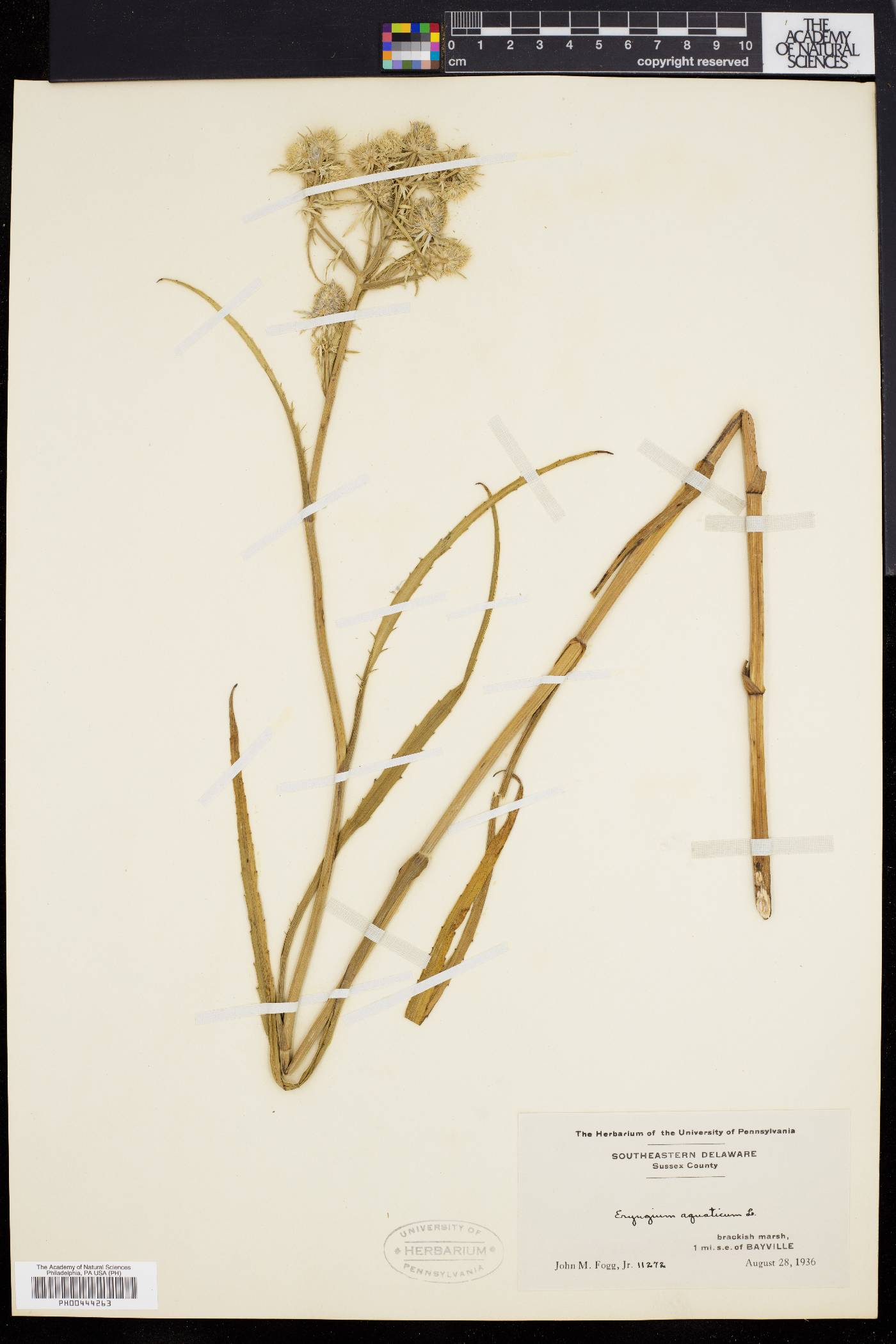 Eryngium aquaticum image
