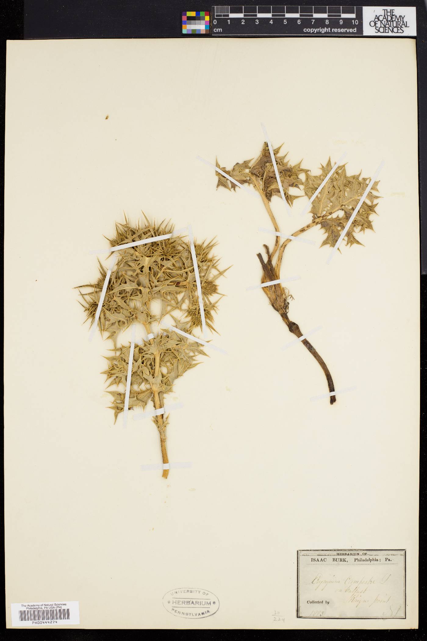 Eryngium campestre image