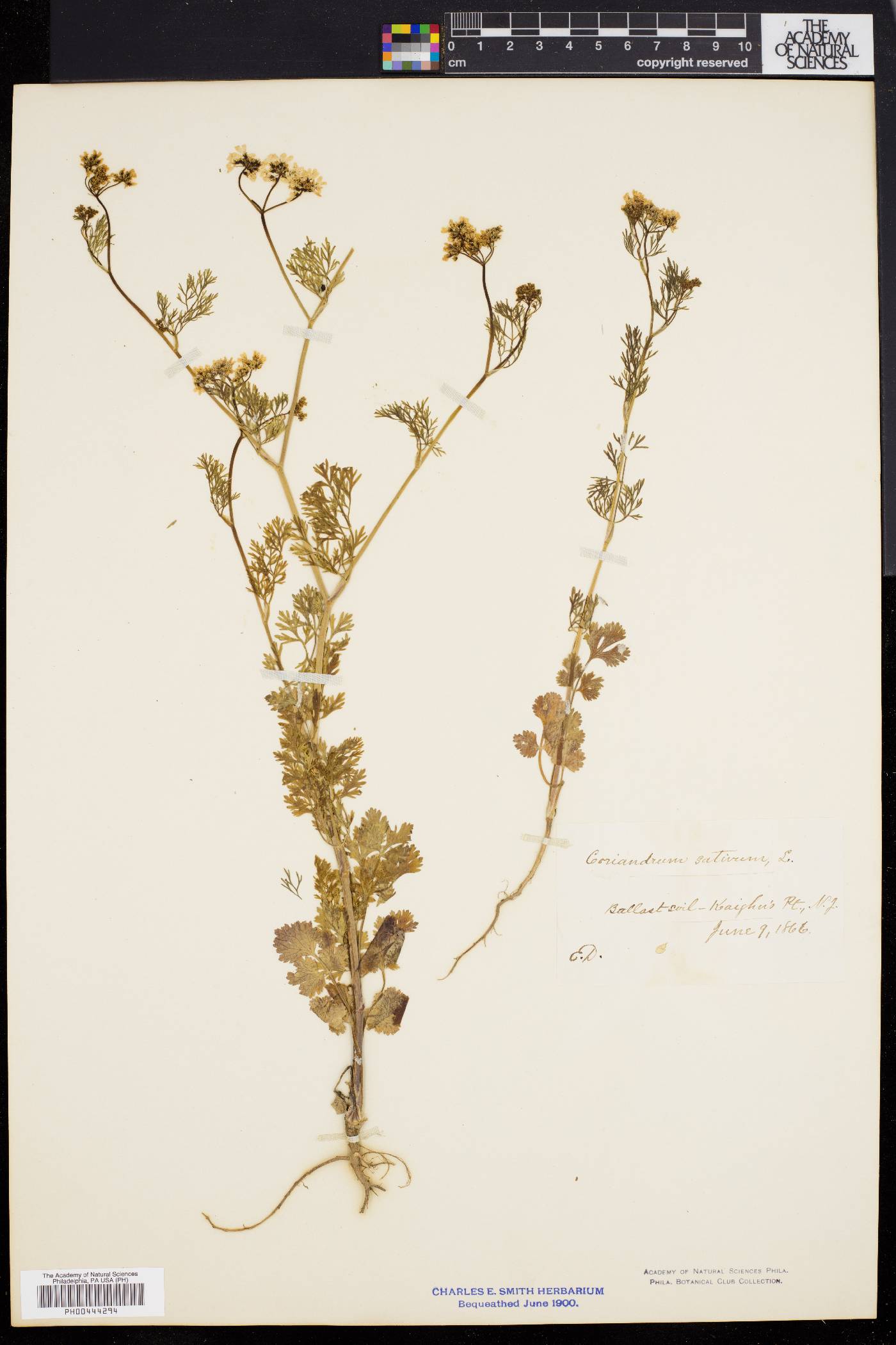 Coriandrum sativum image