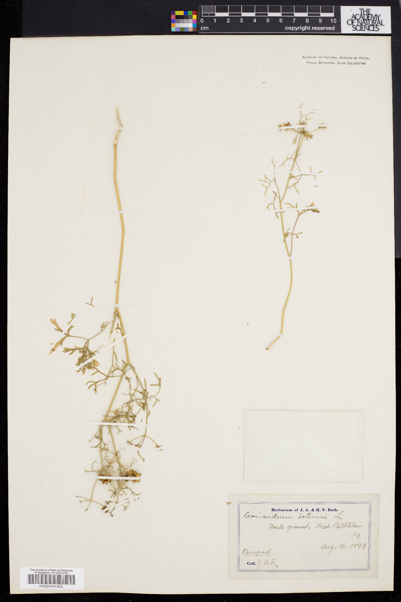 Coriandrum sativum image