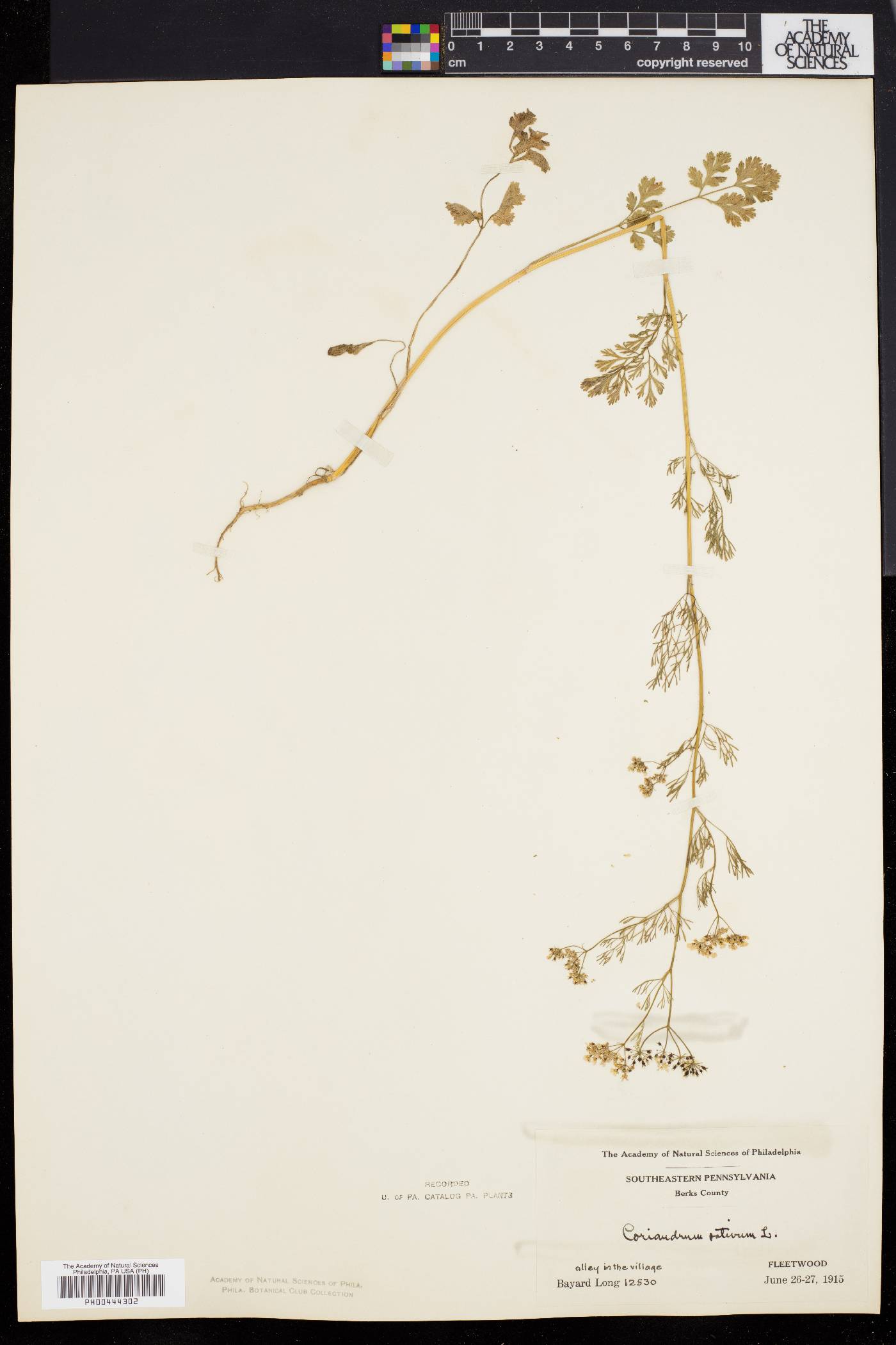 Coriandrum sativum image