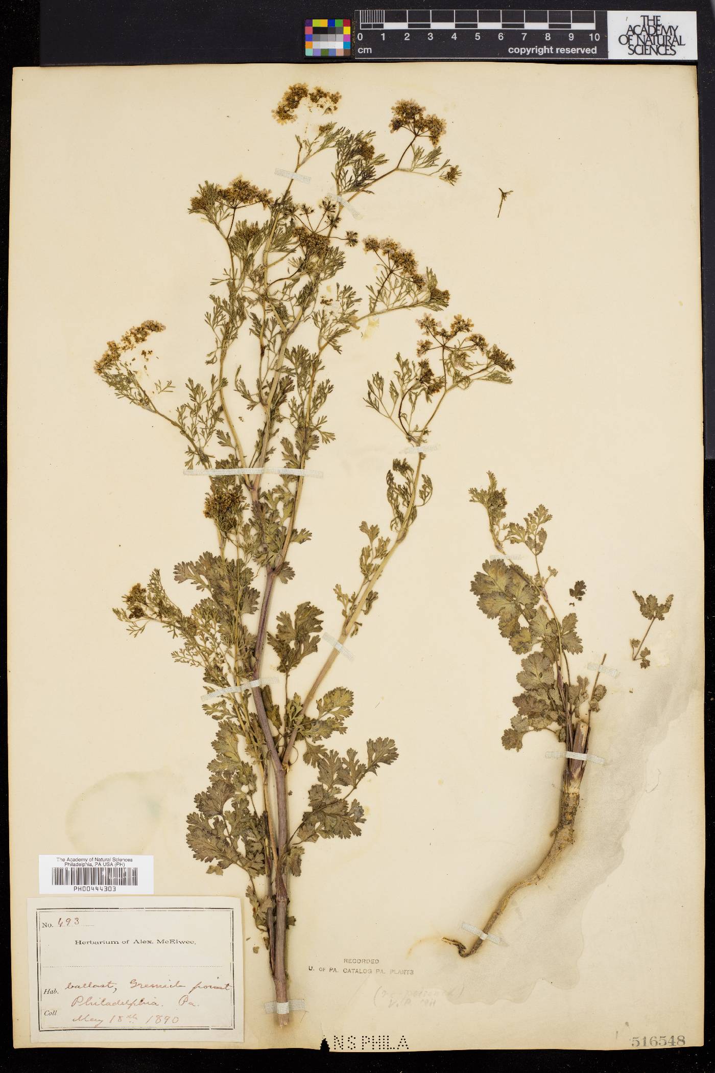 Coriandrum sativum image