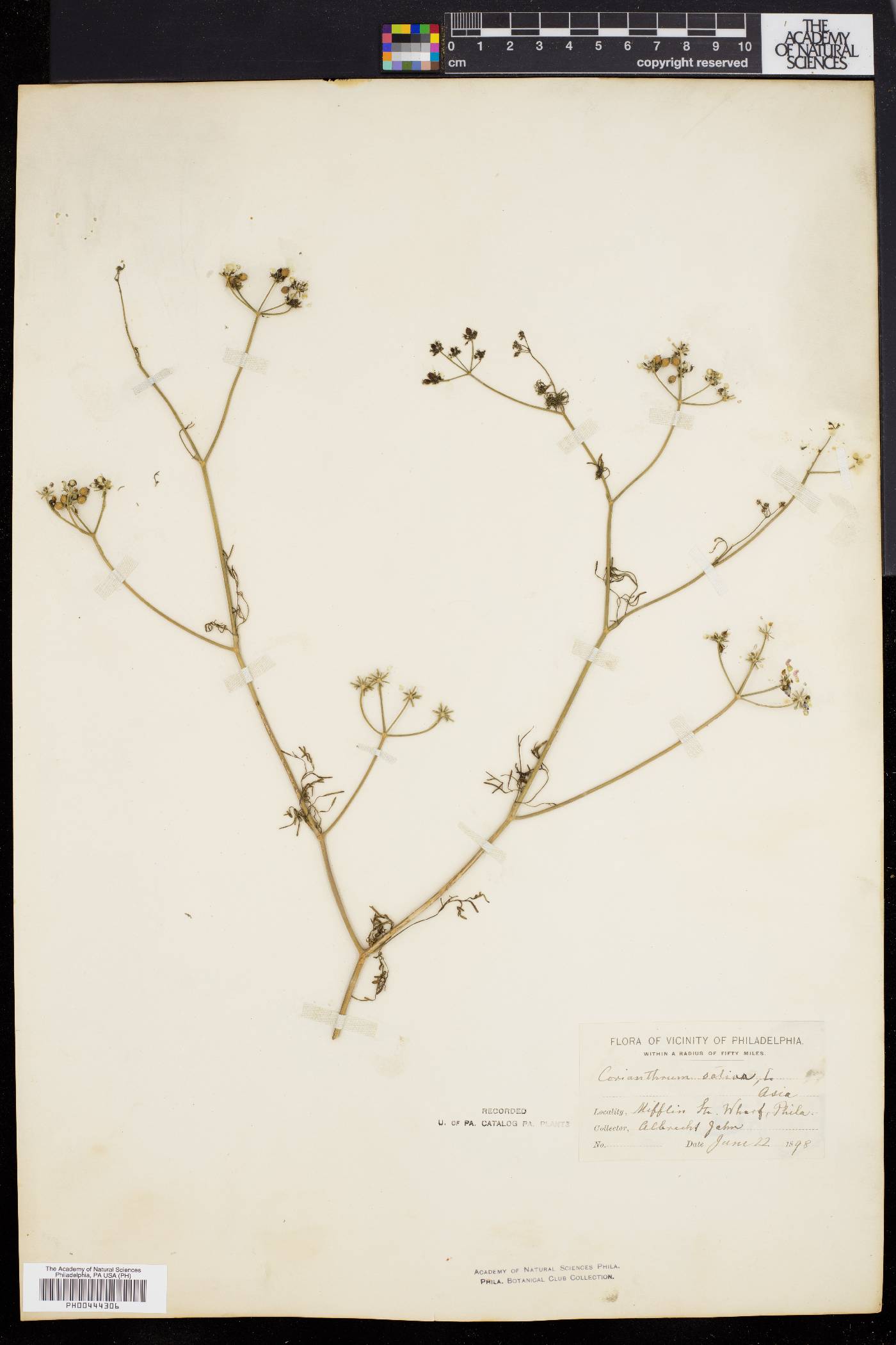 Coriandrum sativum image