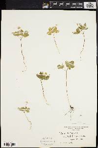 Panax trifolium image