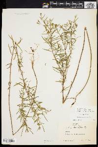 Epilobium leptophyllum image