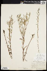 Epilobium leptophyllum image