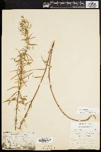 Epilobium leptophyllum image