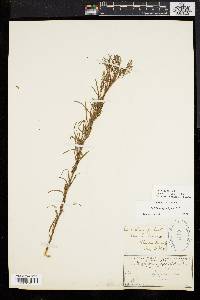 Epilobium leptophyllum image