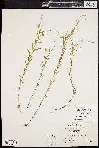 Epilobium palustre image