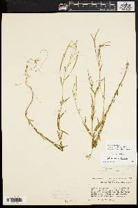 Epilobium palustre image