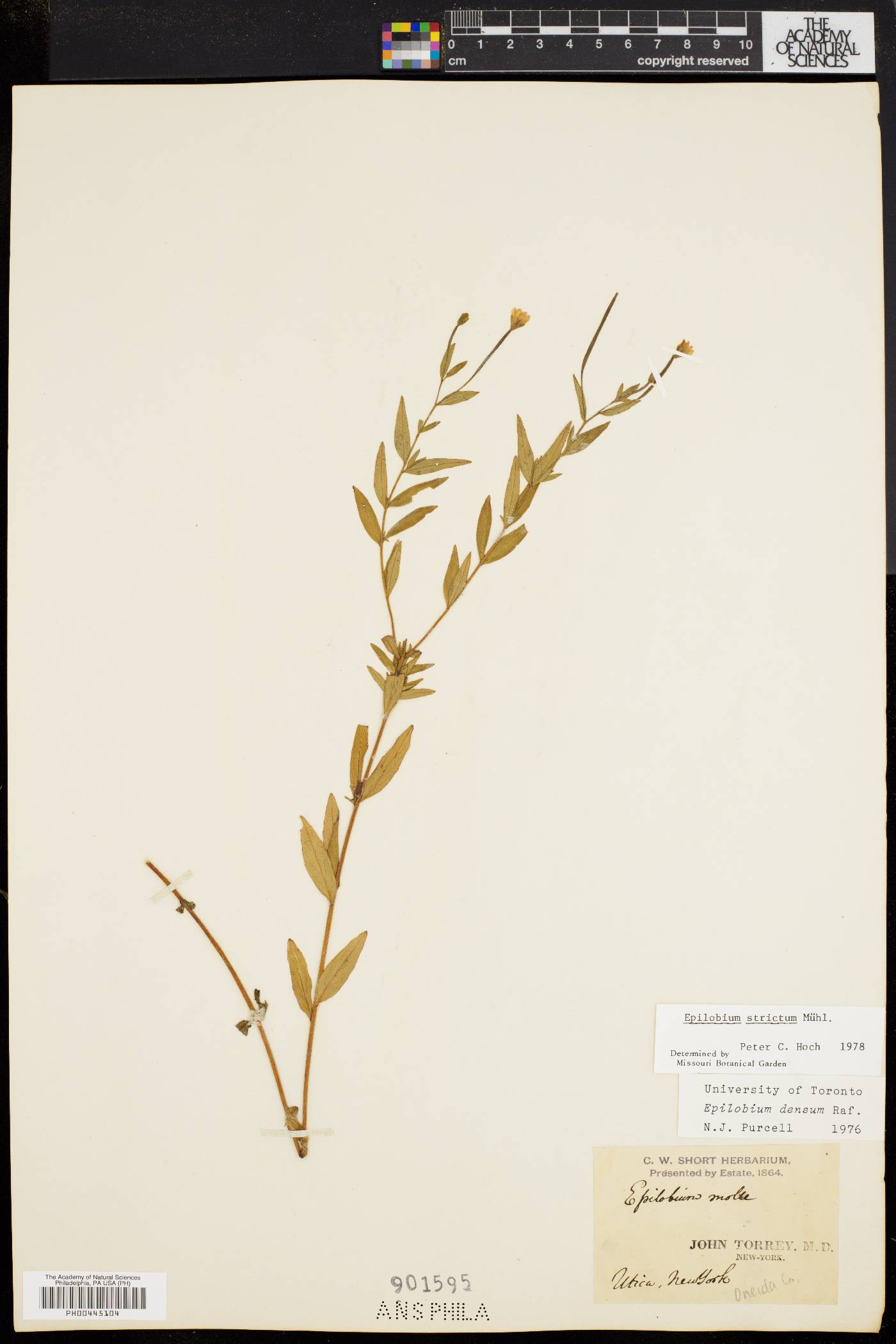 Epilobium strictum image