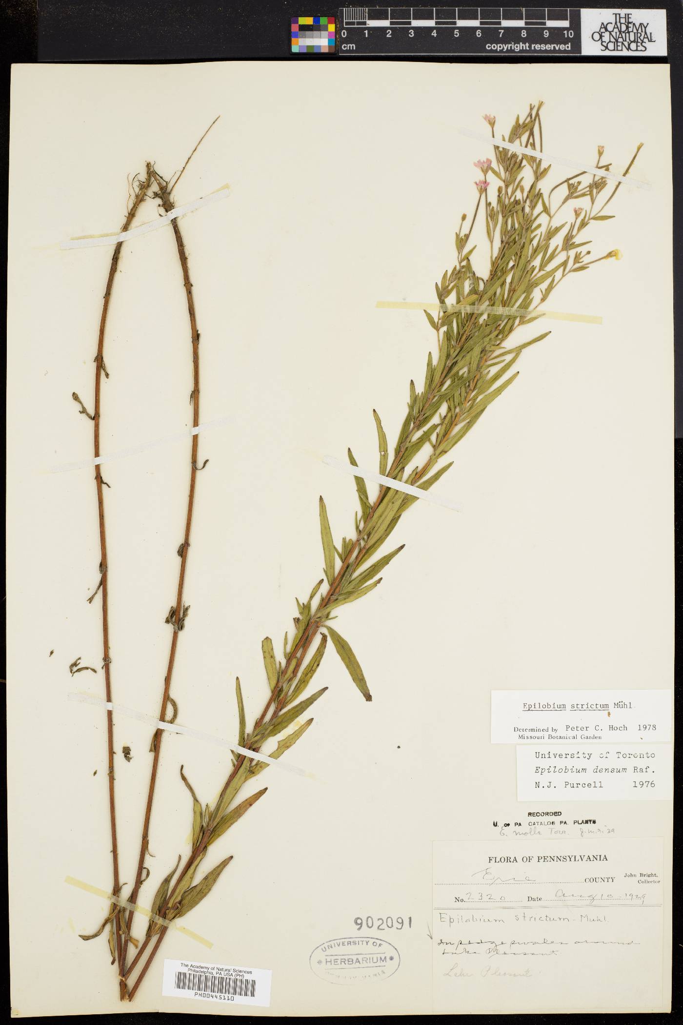 Epilobium strictum image