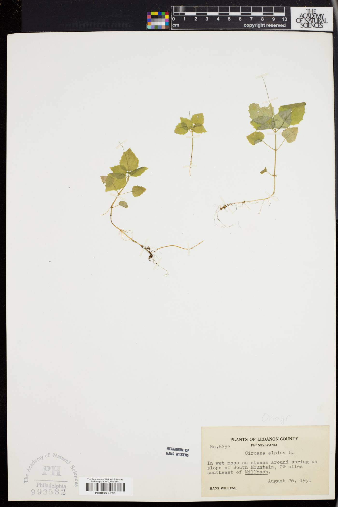 Circaea alpina subsp. alpina image