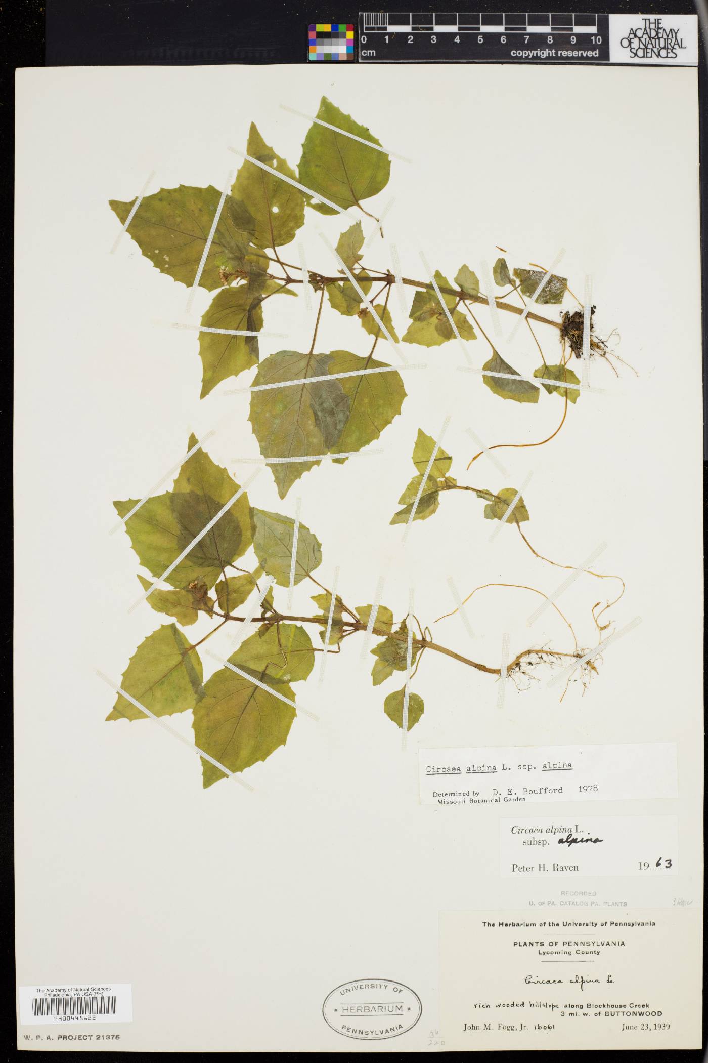 Circaea alpina subsp. alpina image