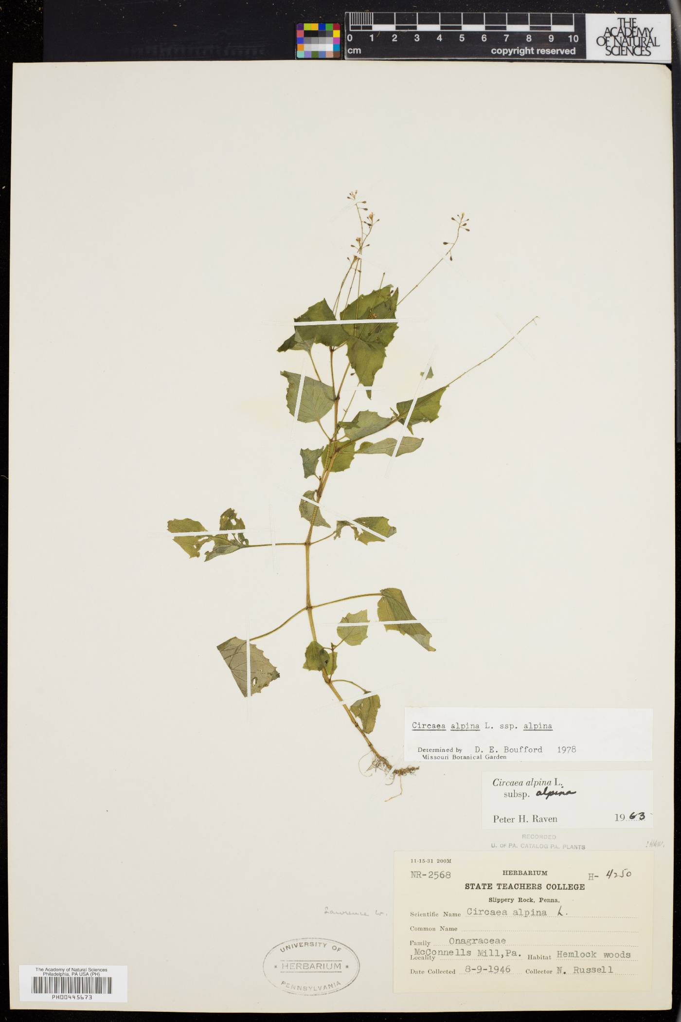 Circaea alpina subsp. alpina image