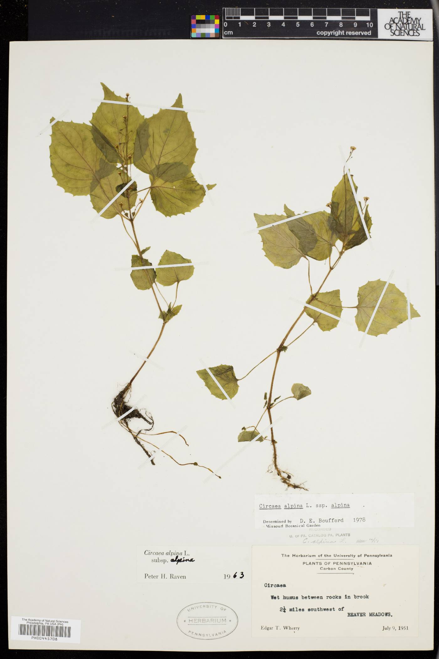 Circaea alpina subsp. alpina image