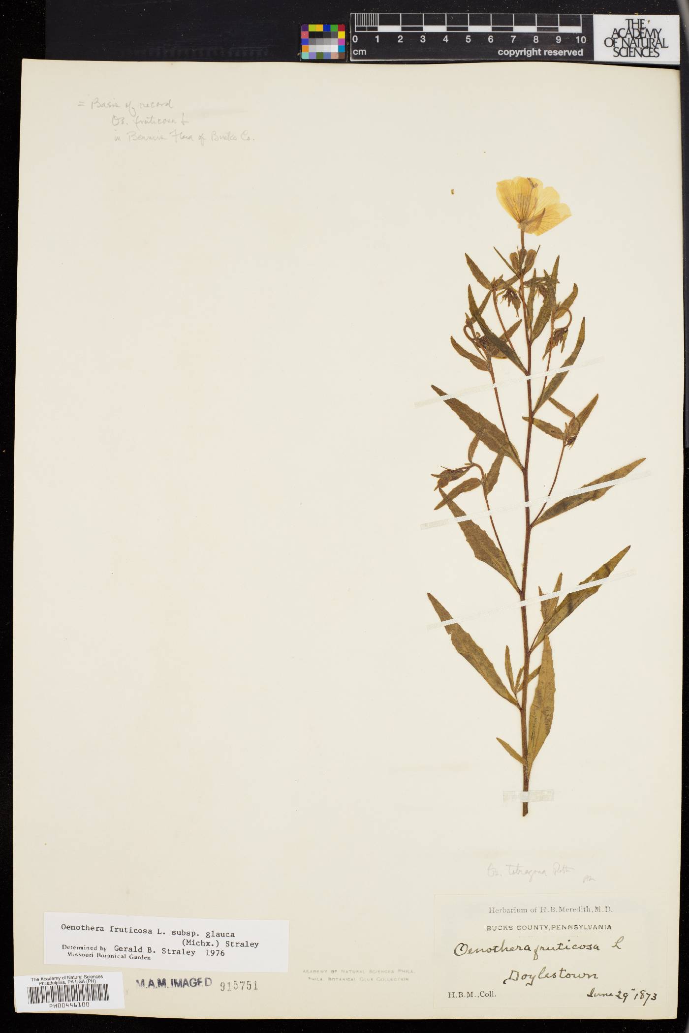 Oenothera tetragona image