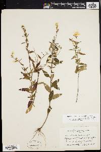 Oenothera tetragona image