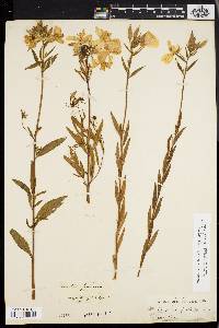 Oenothera tetragona image