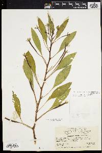 Ludwigia peploides subsp. glabrescens image