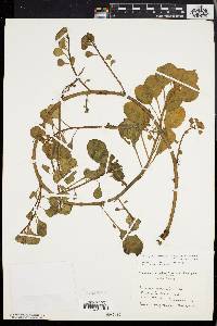 Ludwigia peploides subsp. glabrescens image