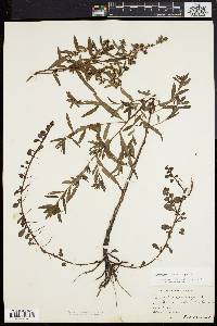 Ludwigia sphaerocarpa image