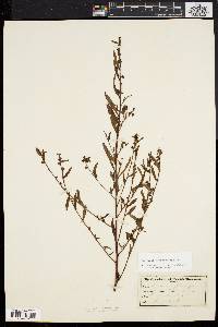 Ludwigia sphaerocarpa image