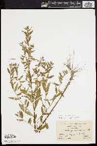 Ludwigia sphaerocarpa image