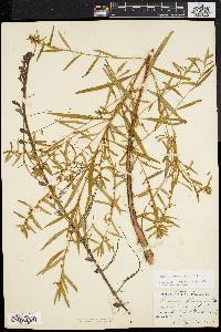 Ludwigia sphaerocarpa image