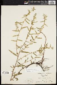 Ludwigia sphaerocarpa image