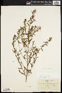 Ludwigia sphaerocarpa image