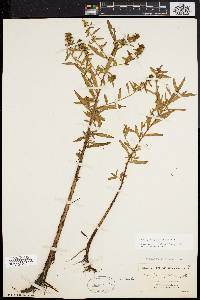 Ludwigia sphaerocarpa image