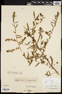 Ludwigia sphaerocarpa image