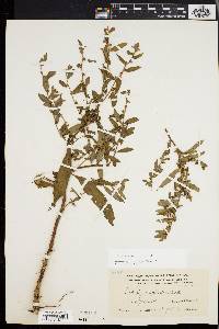 Ludwigia sphaerocarpa image