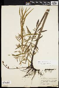 Ludwigia sphaerocarpa image