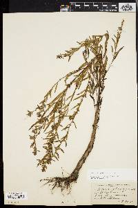 Ludwigia sphaerocarpa image