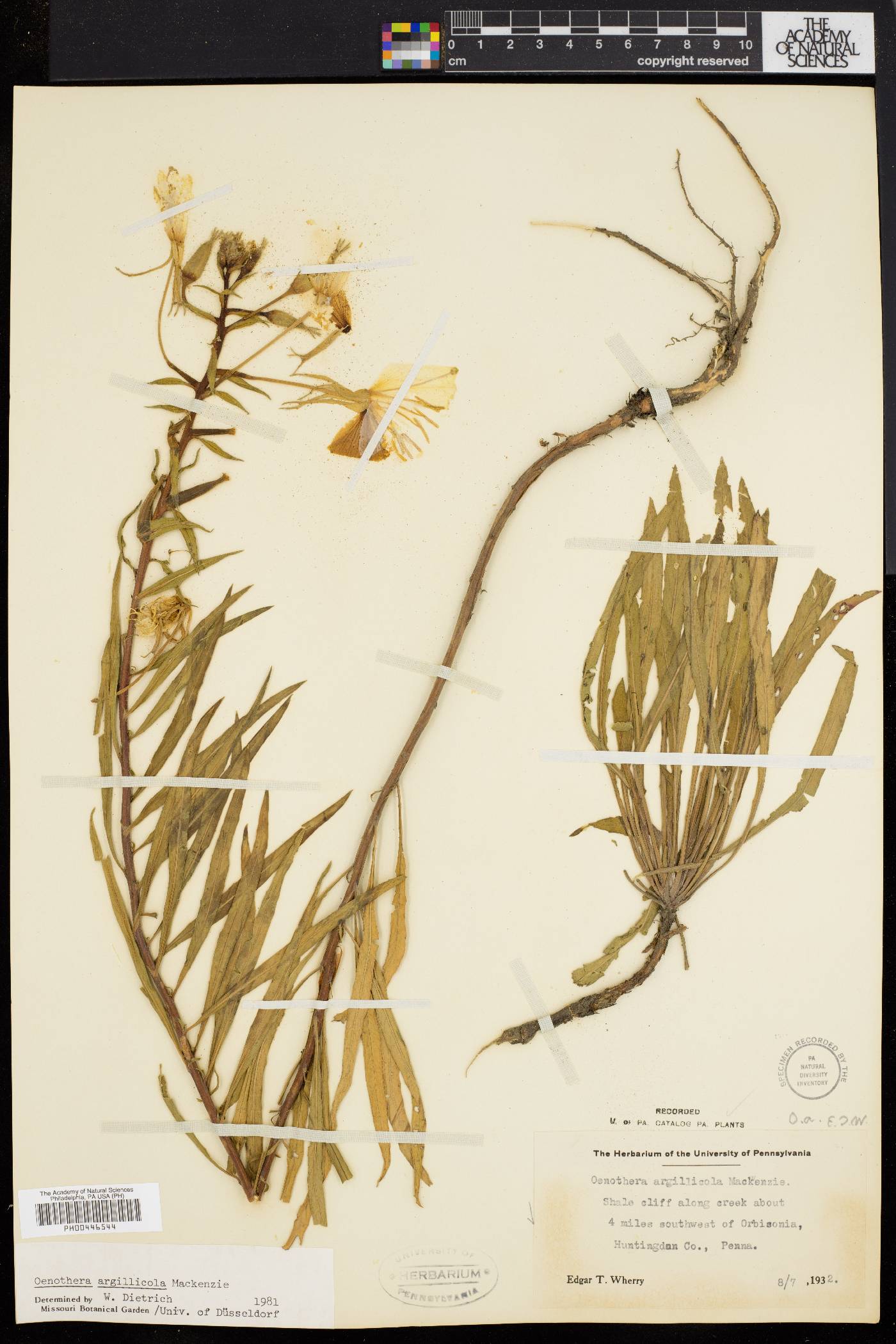 Oenothera argillicola image