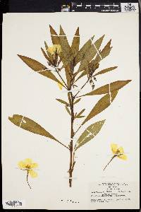 Image of Ludwigia grandiflora