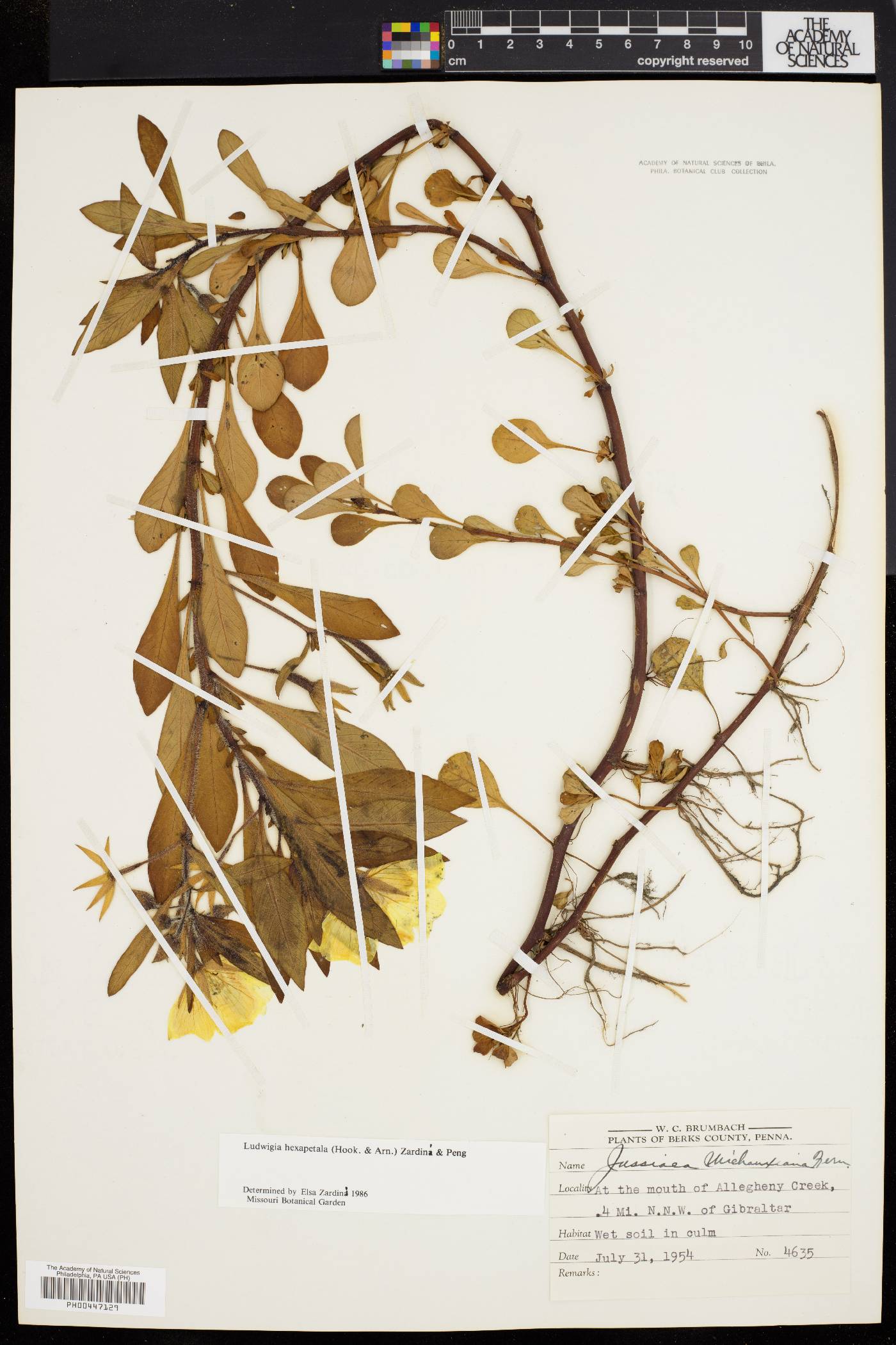 Ludwigia hexapetala image