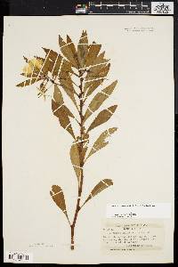 Ludwigia hexapetala image