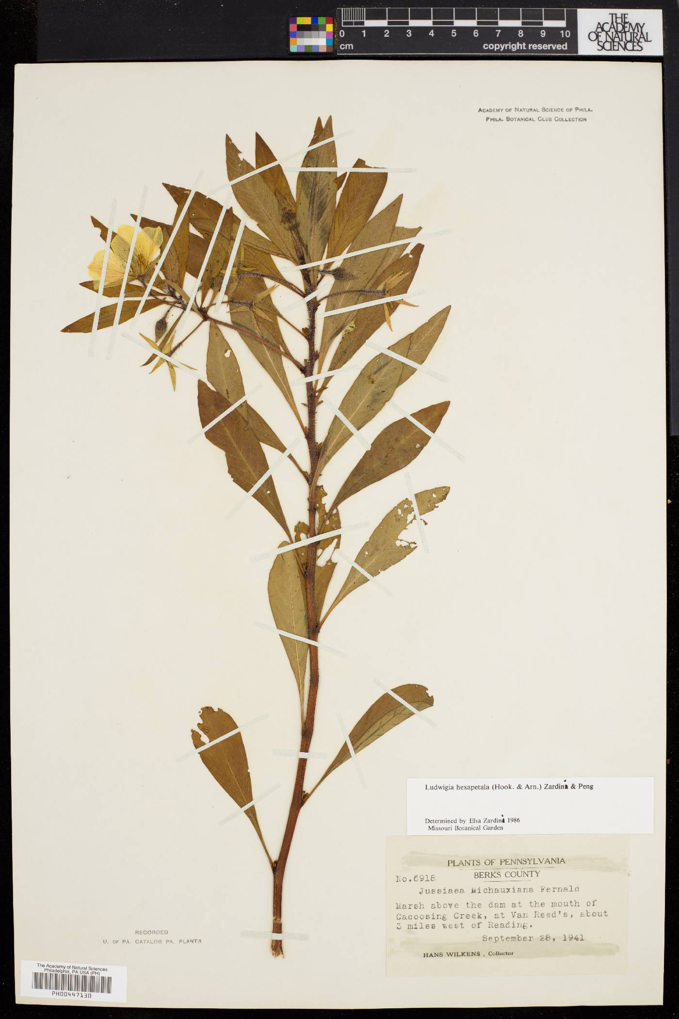 Ludwigia hexapetala image